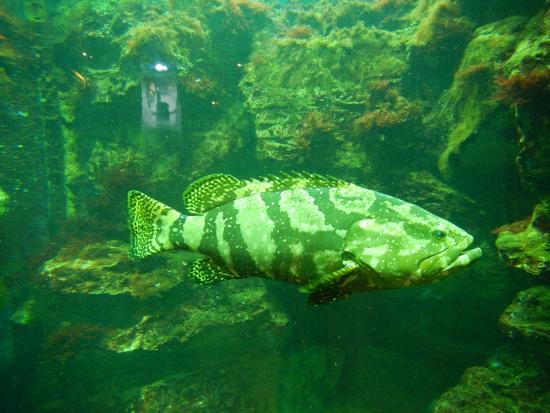 Marine Aquarium and Museum